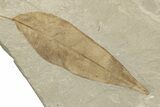 Fossil Leave (Sycamore & Decodon) Plate - Green River Formation #224761-4